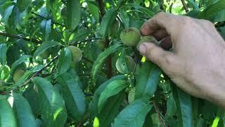 Promising peaches for zero input growers