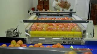 OLIMPIAS S.A. | Sorting-Processing line for tomatoes.