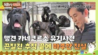 [TV 동물농장 레전드] 어느 날 집 앞에 나타난 카네코르소, 끈질긴 추적 끝에 마주한 진실은?  #TV동물농장 #AnimalFarm #SBSstory