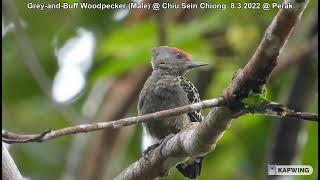 Grey-and-Buff Woodpecker (Male) @ Chiu Sein Chiong 2228