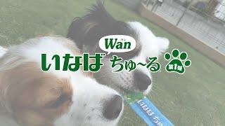 【いなばWanちゅ～るMV】「Wanちゅ～るしよ！」【第一弾】