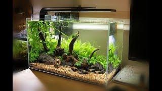 Non-Co2 Aquascape Setup | Waterbox Clear 10