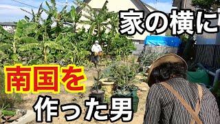 【愛知県】畑でバナナとパイナップルを育てる男　　　　【カーメン君】【園芸】【ガーデニング】【初心者】【藤原さん】