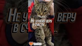 Не утратил веру в счастье... | Беня #помощь #спасение #добрыедела #приют #животные #омскиехвостики