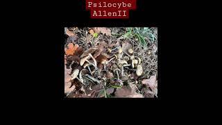 psilocybe allenii 致幻的蘑菇，加州可以合法采，不能私自买卖