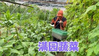 满园的蔬菜已成熟，阿恋又帮粉丝们寄蔬菜，今年种的西瓜也结果了