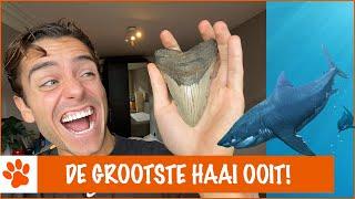 Ik heb een Megalodon tand gevonden! | DierenpraatTV