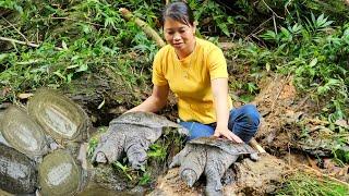 Harvesting bamboo shoots meeting giant turtles | Prepare food from bamboo shoots