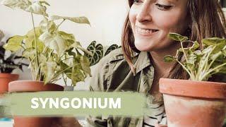 SYNGONIUM PFLEGE | GIESSEN, VERMEHREN, RICHTIGER STANDORT | coyote diaries