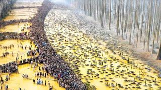 Tiraron Mil Toneladas de Cáscaras de Naranja al Bosque, 20 Años Después el Resultado fue Asombroso