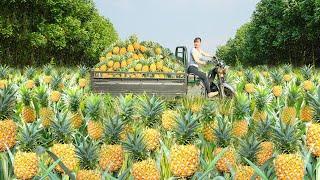 Use 3-wheeled Vehicle Harvesting Many Pineapples Goes To Countryside Market Sell | Free Bushcraft