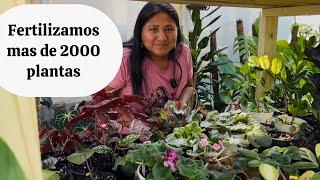 FERTILIZAMOS  mas de 2000 plantas y mas trabajo en el jardin