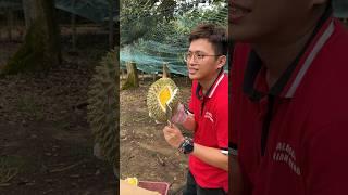 Amazing! Durian Unboxing Mater - Fruit Cutting Skills - Malacca Durian Heng