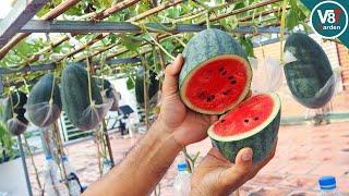 How to Easily Grow Watermelons Vertically in Recycled Sacks