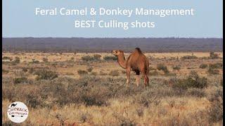 Feral Camel Donkey Management - Best Culling Shots #camel #donkey #hunting #shooting