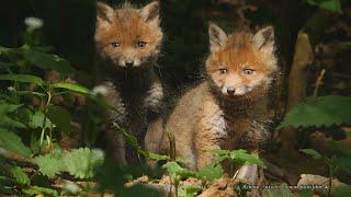 Fuchsbabys bei der ersten Vor-Bau-Besichtigung 2020 – fox puppies infront of den