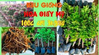 CHÀO BÁN BẦU GIỐNG HOA GIẤY MỸ, CÂY GIÀ RỄ KHỎE #hoagiấy #hoakiengthanhnam #hoagiaymy