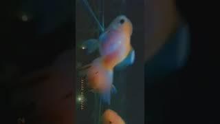 #aquaticlife #goldfish #4kvideo