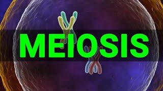 Meiosis 3D | Meiosis cell division I Meiosis and Mitosis |Prophase |Anaphase I Meataphse | Telophase