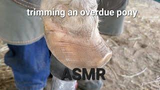 ASMR | Trimming a foundered pony | watch till the end | oddly satisfying