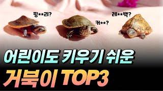 키우기 쉬운 거북이 종류 top3 소개합니다