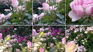 Розы, цветы в моём саду в Украине до войны  Roses, flowers in my garden in Ukraine before the war 