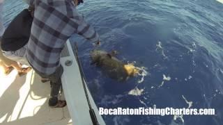 Massive Goliath Grouper Fishing In Boca Raton, FL