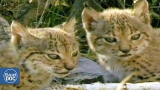 Iberian Lynx Documentary | Part 6