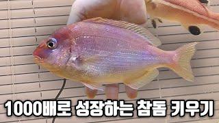 1000배로 커지는 초대형어 참돔을 집에서 7개월간 키우면 생기는 일... ㄷㄷ