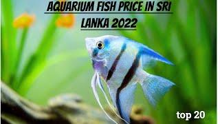 aquarium fish price in sri lanka  top 20