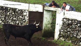 HF - Best Dangerous Bulls - Terceira Island - Azores - Portugal