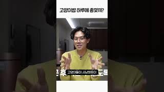 sub) 고양이 하루 몇 끼 먹어야 하는지 수의사 총정리