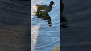 Coot & Chick on Barnes Pond