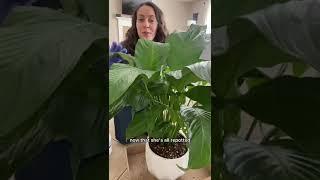 Peace lily rescue/repot #peacelily #repotting #plantcare #plantcaretips #plantlover