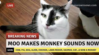 Moo Sounds like a Monkey?! (New Species Confirmed)