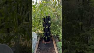 GreenStalk Vertical Planter Planted!