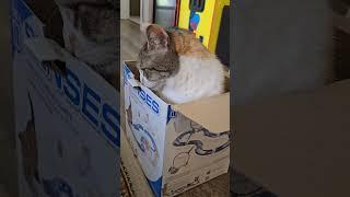 Why do cats love boxes?   audio: ask_my_cats  #shorts #catsinboxes #catbehavior #catfacts #kitty