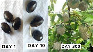 How to grow custard apple tree frome seeds easy | custard apple seeds  germination methods