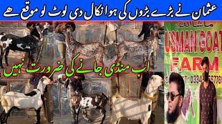 Usman goat farm visit gulabi kamori teddy pateri makka chini latest update| 25-Dec-2024| lalukhet,