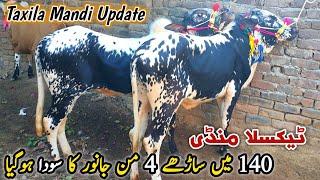 Taxila Mandi Latest Update 13 December 2024 | 4 Man Janwar 140K Deal Done