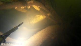 Подводная охота на сома.Spearfishing catfish