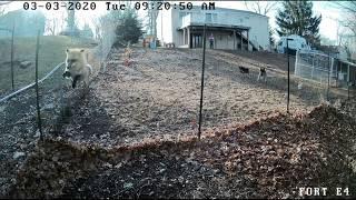 German Shepherds Chase Fox Away From Chicken Coop