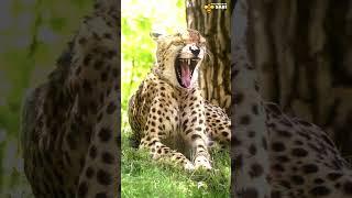 Don't mess with the Cheetah | Discover with Sabi