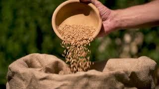 KAMUT® Brand Wheat - Grain by Brain Promo Video