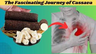 what happens to your body when you eat cassava