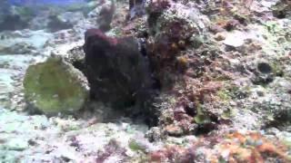 Diving in Fiji