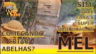 COMEÇANDO A CRIAR ABELHAS? SIM. VC FARÁ A SUPER PRODUÇÃO DE MEL.