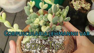 Lehmannii/Ice plant Care tips-December 14, 2020