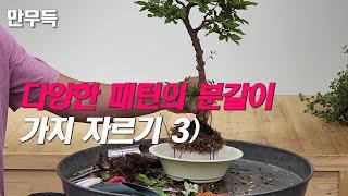 102. 다양한 패턴의 분갈이 및 가지 자르기 3)