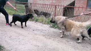 Rottweiler vs Illyrian Shepherd ( show off dominance )